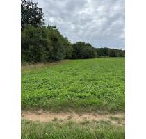 Fläche, Wiese, Acker zu verpachten - Keltern