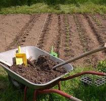 Gemüsegarten zu vermieten in Alfter - Bornheim