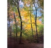 Wald bei Feldafing - 12,00 EUR Kaltmiete, ca.  0,00 m² in Feldafing (PLZ: 82340)