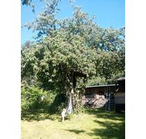 wochenendgrundstück zur Pacht - 200,00 EUR Kaltmiete, ca.  0,00 m² in Schkeuditz (PLZ: 04435)