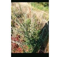 Erholungsgarten landwirtschaftliche I Streuobstwiese Garten - Groß-Gerau