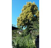 1-Zi.-Appartement - 830,00 EUR Kaltmiete, in Ulm (PLZ: 89077) Söflingen