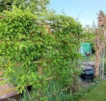 Gartenparzelle in liebevolle Hände abzugeben - Dresden Altstadt