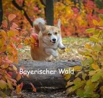 Herbst im Bayerischen Wald - Ferienwohnung Mau & Wau - Falkenstein