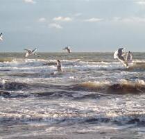 Ferienwohnung, Heimathafen, Fehmarn, Südstrand, direkt am Meer