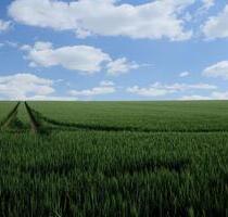 1,57ha Ackerland Feld Landwirtschaftlichefläche - Wallersdorf