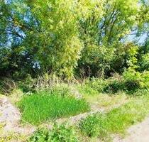 Freizeitgrundstück, Garten, Holzlager, Verwildert - Landau in der Pfalz