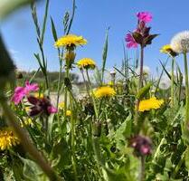 1.230 m2 - Freizeitgrundstück in Eging am See - Grundstück, Wiese