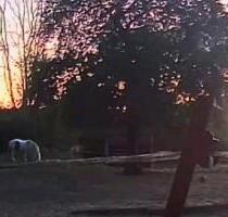 Wiese zur ganzjährigen Nutzung mit Unter für 2-3 Ponys - Stadtoldendorf