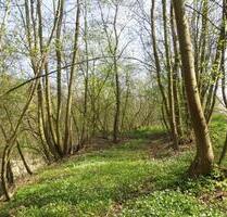 850,00 EUR Kaltmiete, ca.  0,00 m² in Arnstein (PLZ: 06456)
