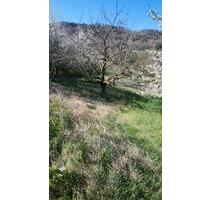 Grundstück zu vermieten - 175,00 EUR Kaltmiete, ca.  445,00 m² in Oberstenfeld (PLZ: 71720)