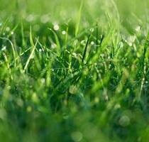 740qm Freizeitgarten in Sachsenhausen - Frankfurt am Main Sachsenhausen Süd