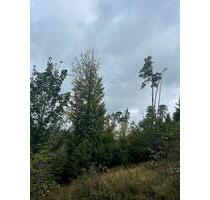 Waldfläche, 13000 m², Gem. Isling - Lichtenfels