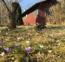 Gartengrundstück in Chemnitz zu vermieten