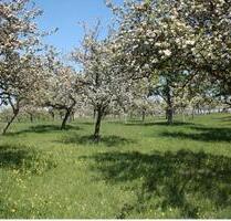 Streuobstwiese zu verpachten Gemeine Heeslingen - Zeven