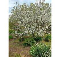 Garten in Kleingartenanlage - 5.000,00 EUR Kaltmiete, ca.  0,00 m² in Luckenwalde (PLZ: 14943)