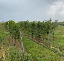 Weinberg in Gensingen zu verpachten