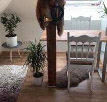 Wg Zimmer im Südviertel - 305,00 EUR Kaltmiete, ca.  12,00 m² in Marburg (PLZ: 35037)