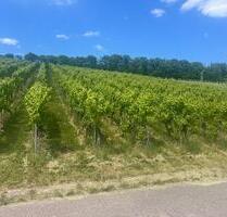 Weinberg mit Baugenehmigung für eine Hütte - Steinheim an der Murr