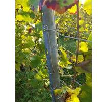 Reben zu verpachten VHB - 870,00 EUR Kaltmiete, ca.  0,00 m² in Mahlberg (PLZ: 77972)