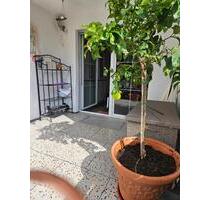 Reihenmittelhaus - 544.000,00 EUR Kaufpreis, ca.  140,00 m² in Schopfheim (PLZ: 79650)