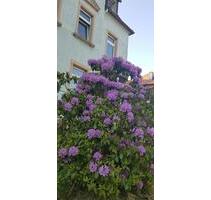 Große und hellere 4-RW mit Garten - Bischofswerda