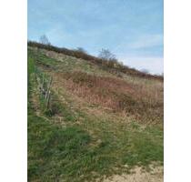 Brachfläche im Wegedreieck zw. Weinbergen Münster Sarmsheim - Mainz