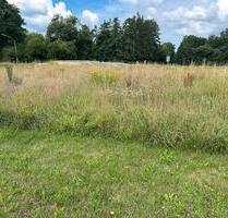 Freizeitgrundstück Wiese zur Verfügung - Luhe-Wildenau