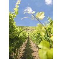 Weinberge zur Pacht, Gem. Kirchheim - Grünstadt