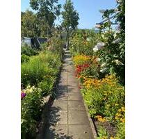 Schrebergarten (Pacht) in Sachsendorf abzugeben - Cottbus Spremberger Vorstadt