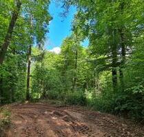 Niederauerbach bei Zweibrücken, 990 qm Wald am Bachufer