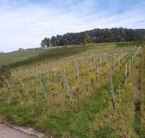 Weinberg Muskattrollinger Trollinger - Leutenbach