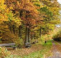 Waldgrundstück mit Bach und Wegzugang bei Klotten