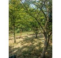 2 Pachtgärten (zsm 600 qm) Biblis Schrebergarten Pachtgarten