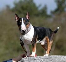 Haus in Alleinlage ( Tierschutzprojekt ) mit großem Grundstück - Mayen