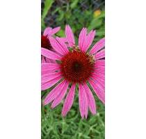 Kleingarten Schrebergarten Garten Selbstversorger Gardening Natur - Forchheim