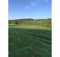 Wiesenfläche in Saulburg zu verpachten – 17,3 ha - Wiesenfelden