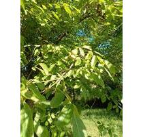 Möblierte Wohnung - 1.280,00&nbsp;EUR Kaltmiete, ca.&nbsp; 80,00&nbsp;m&sup2; in Mauer (PLZ: 69256)