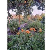 Kleingarten in Delitzsch - 800,00 EUR Kaltmiete, ca.  0,00 m² in Delitzsch (PLZ: 04509)