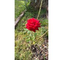 2-Fam-Wohnhaus, 220 qm WF, teilvermietet - Landesbergen