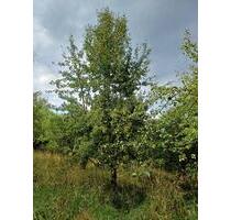 Grundstück, Streuobstwiese in Bad Soden zu verpachten - Kelkheim (Taunus)