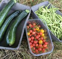 Acker Garten Feld Stückle zum Gemüse und Obstanbau zu verpachten - Neuhausen auf den Fildern
