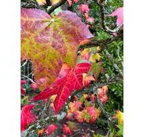 REH Langenfeld ab 0326 - 2.300,00 EUR Kaltmiete, ca.  135,00 m² in Leichlingen (Rheinland) (PLZ: 42799)