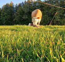 Acker, Grünland, Wiese, Weide, landwirtschaftliche Fläche - Egling