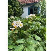 Selbstversorger Garten in zentraler Lage von Wolfenbüttel