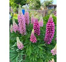 Pachtgarten komplett abzugeben - 2.799,00 EUR Kaltmiete, ca.  0,00 m² in Plauen (PLZ: 08525) Bahnhofsvorstadt