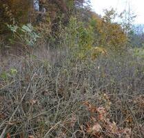 vermiete naturbelassenes Grundstück , Waldstück, - Winnweiler