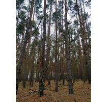 4 ha Wald Wandlitz - 3,00 EUR Kaltmiete, ca.  0,00 m² in Wandlitz (PLZ: 16348)