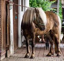 Ferienwohnung auf Bauernhof, Ponyreiten, See, Berge, Königscard - Kochel am See