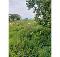 landwirtschaftliche Wiese zu pachten in der Wingst - Hammah